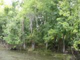 [Cliquez pour agrandir : 171 Kio] Louisiana - The bayous: spanish moss on trees.