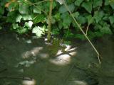 [Cliquez pour agrandir : 84 Kio] Lyon - Le parc de la Tête-d'Or : grenouille rainette.