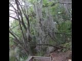 [Cliquez pour agrandir : 165 Kio] Austin - Mayfield Preserve: Spanish moss on trees.