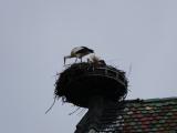 [Cliquez pour agrandir : 76 Kio] Colmar - Cigognes dans leur nid, sur la collégiale Saint-Martin.