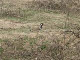 [Cliquez pour agrandir : 245 Kio] Bharatpur - Le Keoladeo Ghana National Park : oiseau.