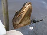 [Cliquez pour agrandir : 65 Kio] Louisiana - Alligator in a bayou.
