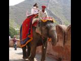 [Cliquez pour agrandir : 129 Kio] Jaipur - Le fort d'Amber : éléphant.