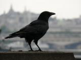 [Cliquez pour agrandir : 41 Kio] London - A raven near the River Thames.