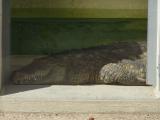 [Cliquez pour agrandir : 79 Kio] Lyon - Le parc de la Tête-d'Or : crocodile.