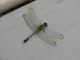 [Cliquez pour agrandir : 50 Kio] Louisiana - Dragonfly.