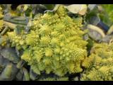 [Cliquez pour agrandir : 96 Kio] France - Chou romanesco (Brassica oleracea var. botrytis).