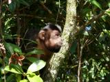 [Cliquez pour agrandir : 120 Kio] Rio de Janeiro - La forêt de Tijuca : singe.