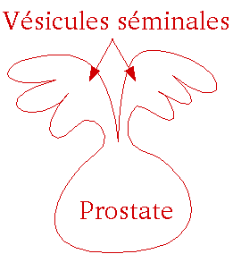 Biologie : Vésicule séminale et prostate.