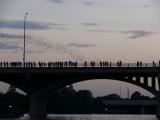 [Cliquez pour agrandir : 53 Kio] Austin - Bats at the Congress Avenue Bridge.