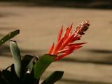 [Cliquez pour agrandir : 48 Kio] Rio de Janeiro - Le jardin botanique : fleur.