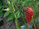 [Cliquez pour agrandir : 79 Kio] Rio de Janeiro - Le jardin botanique : fleur en forme de pomme de pin.