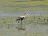 [Cliquez pour agrandir : 133 Kio] Bharatpur - Le Keoladeo Ghana National Park : marabout.