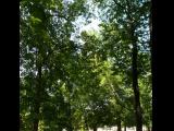 [Cliquez pour agrandir : 197 Kio] Lyon - Le parc de la Tête-d'Or : arbres.