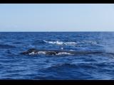 [Cliquez pour agrandir : 104 Kio] Cabo San Lucas - Baleine.