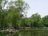 [Cliquez pour agrandir : 133 Kio] Pékin - Parc Yuanmingyuan : étang et saules pleureurs.