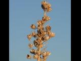 [Cliquez pour agrandir : 46 Kio] White Sands - Flowering plant in the dunes: detail.