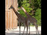 [Cliquez pour agrandir : 142 Kio] Lyon - Le parc de la Tête-d'Or : girafes.