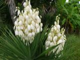 [Cliquez pour agrandir : 120 Kio] Louisiana - A plantation: yuca flowers.