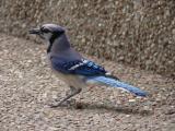 [Cliquez pour agrandir : 115 Kio] Austin - A blue jay.