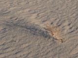 [Cliquez pour agrandir : 169 Kio] White Sands - Plants in the dunes: detail.