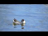 [Cliquez pour agrandir : 66 Kio] La Courneuve - Le parc Georges-Valbon : poule d'eau.