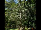 [Cliquez pour agrandir : 190 Kio] Rio de Janeiro - Le jardin botanique : arbres.