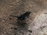 [Cliquez pour agrandir : 220 Kio] Bharatpur - Le Keoladeo Ghana National Park : oiseau.