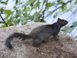 [Cliquez pour agrandir : 103 Kio] Austin - A squirrel.