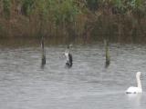 [Cliquez pour agrandir : 85 Kio] Anglet - Le parc Izadia : cormoran et cygne.