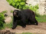 [Cliquez pour agrandir : 154 Kio] Lyon - Le parc de la Tête-d'Or : ours à lunettes.