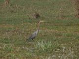 [Cliquez pour agrandir : 200 Kio] Bharatpur - Le Keoladeo Ghana National Park : héron.