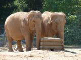 [Cliquez pour agrandir : 115 Kio] Lyon - Le parc de la Tête-d'Or : éléphants d'Asie.