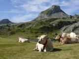 [Cliquez pour agrandir : 109 Kio] Orthez - Le pic du Midi d'Ossau : vaches près d'un lac.
