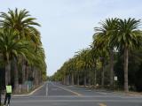 [Cliquez pour agrandir : 93 Kio] Palo Alto - Stanford University: the campus: Palm Drive.
