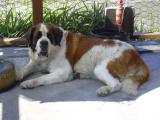 [Cliquez pour agrandir : 91 Kio] Alpes - Chien : Saint-Bernard.