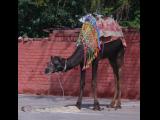 [Cliquez pour agrandir : 151 Kio] Jaipur - Dromadaires dans la rue.