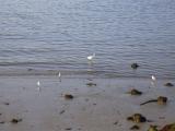 [Cliquez pour agrandir : 76 Kio] Hendaye - La baie de Chingoudy : oiseaux.