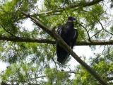 [Cliquez pour agrandir : 174 Kio] Louisiana - Turkey vulture in a bayou.
