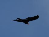 [Cliquez pour agrandir : 24 Kio] Pedernales Falls - A turkey vulture.