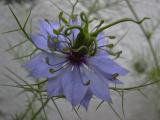 [Cliquez pour agrandir : 53 Kio] Pays Basque - Nigelle de Damas (Nigella damascena).