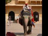 [Cliquez pour agrandir : 119 Kio] Jaipur - Le fort d'Amber : éléphant.