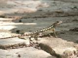 [Cliquez pour agrandir : 93 Kio] Austin - Zilker Botanical Garden: lizard.