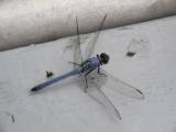 [Cliquez pour agrandir : 53 Kio] Louisiana - Dragonfly.