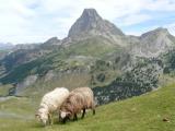 [Cliquez pour agrandir : 102 Kio] Orthez - Le pic du Midi d'Ossau : moutons devant le Pic.