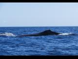 [Cliquez pour agrandir : 92 Kio] Cabo San Lucas - Baleine.