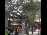 [Cliquez pour agrandir : 144 Kio] Pékin - La Cité interdite : le jardin impérial : pin et cyprès enlacés.