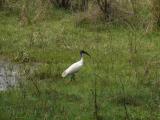 [Cliquez pour agrandir : 212 Kio] Bharatpur - Le Keoladeo Ghana National Park : ibis.