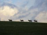 [Cliquez pour agrandir : 36 Kio] Pays Basque - Moutons.