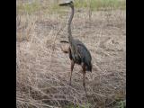 [Cliquez pour agrandir : 151 Kio] Louisiana - Heron in a bayou.